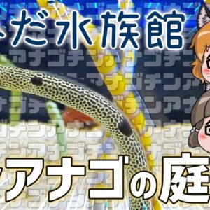 スカイツリーの真下「すみだ水族館」はチンアナゴ天国だった！【水族館観光/ゆっくり解説】