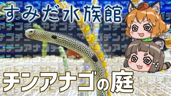 スカイツリーの真下「すみだ水族館」はチンアナゴ天国だった！【水族館観光/ゆっくり解説】