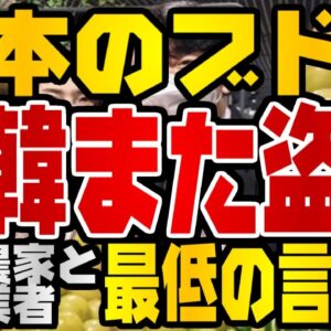 韓国仰天ニュース！シャインマスカットの次はほろよいにルビーロマン！？日本のブドウ、またパクられたか【ゆっくり解説】
