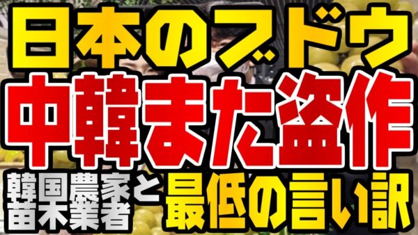 韓国仰天ニュース！シャインマスカットの次はほろよいにルビーロマン！？日本のブドウ、またパクられたか【ゆっくり解説】