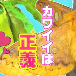 【ゆっくり解説】#19 ウスタビガ～もふもふもふもふ～