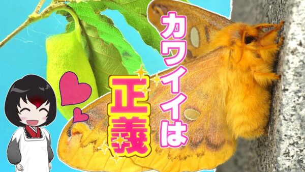 【ゆっくり解説】#19 ウスタビガ～もふもふもふもふ～