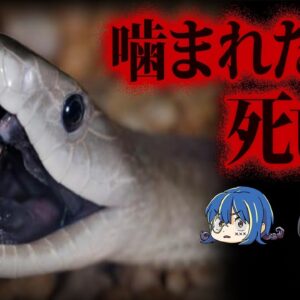 【ゆっくり解説】襲われたらおしまい。危険すぎる毒蛇10選