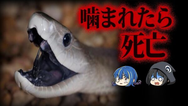 【ゆっくり解説】襲われたらおしまい。危険すぎる毒蛇10選