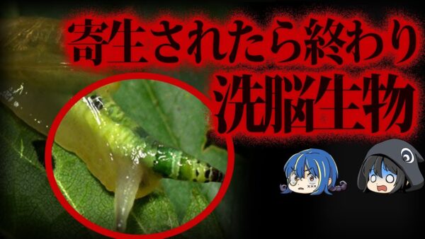 【ゆっくり解説】宿主をゾンビ にする。恐怖の洗脳寄生生物10選