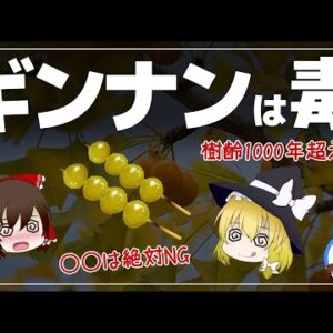 【ゆっくり解説】ギンナンを食べすぎると毒？樹齢1000年以上？銀杏が生きた化石という件について
