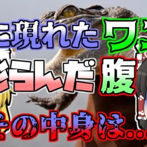 【1990年】「庭に5ｍ以上のワニがいる」通報を受け捕獲されたワニ。しかしそのお腹から...【ゆっくり解説】