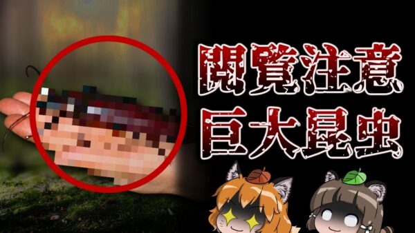 【ゆっくり解説】ゾクゾクする…閲覧注意な巨大昆虫7選