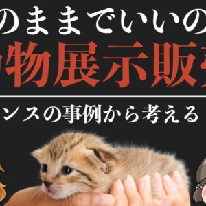 【ゆっくり解説】ペットショップの展示販売禁止！？フランスの事例から考える動物の衝動飼い問題（後編）