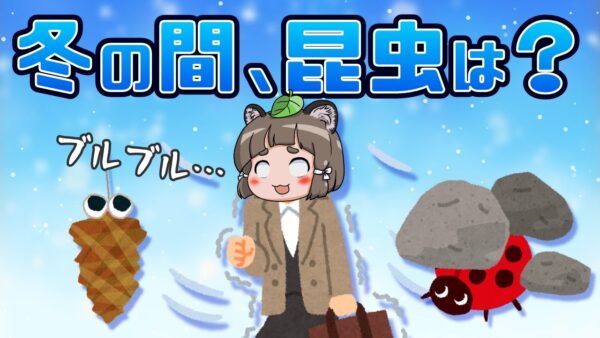 【ゆっくり解説】冬の間、昆虫はどうしてるの？