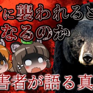 【ゆっくり解説】「岩のようだった…」クマに襲われた被害者が語る本当の恐ろしさ（前編）
