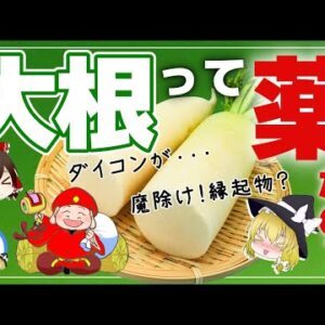 【ゆっくり解説】大根は古代エジプトで食べられていた！？魔除け？縁起物？意外なダイコンについて