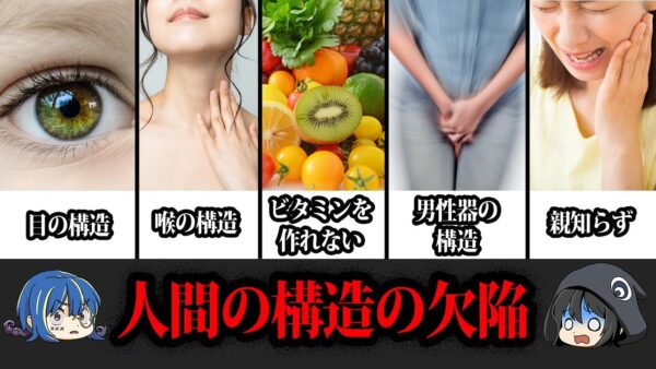 【ゆっくり解説】知りたくなかった。人体の構造欠陥まとめ