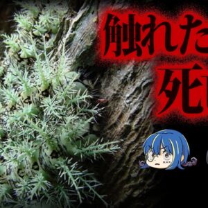 【ゆっくり解説】人間を死に至らしめる。超絶危険生物９選