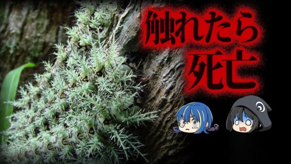 【ゆっくり解説】人間を死に至らしめる。超絶危険生物９選