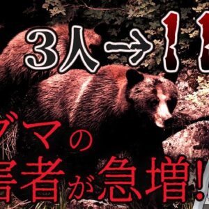 【ゆっくり解説】ヒグマ被害が観測史上最多に！？今北海道で何が起きているのか…