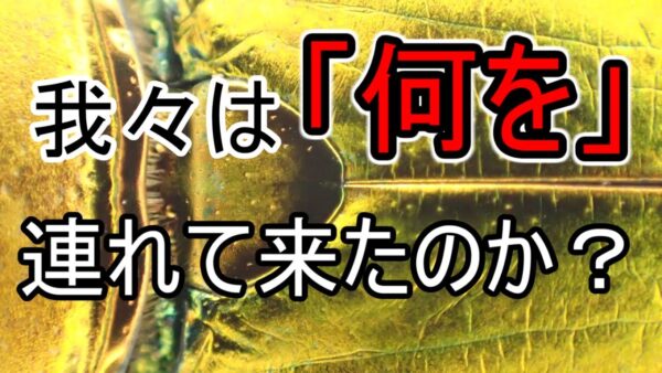 日本は害虫を輸入している！？外国産昆虫ブームの闇