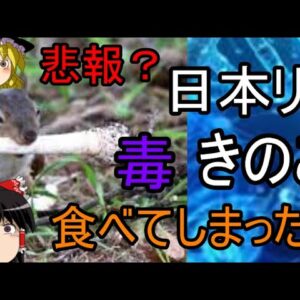 悲報？日本リス毒キノコを食べてしまう？ゆっくり解説