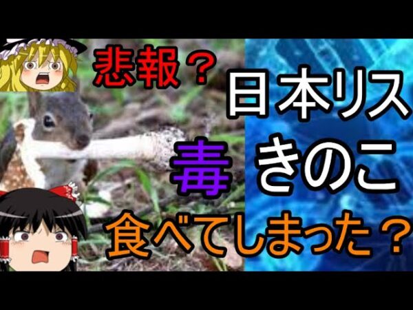 悲報？日本リス毒キノコを食べてしまう？ゆっくり解説