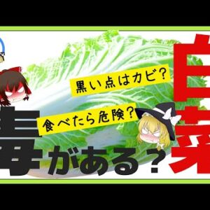 【ゆっくり解説】白菜の黒い点の正体について！食べたら危険？生の白菜には毒があるって本当？