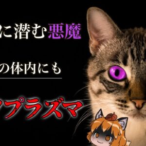 【ゆっくり解説】起業家が多く持つ寄生虫「トキソプラズマ」猫との危険な関係とは…