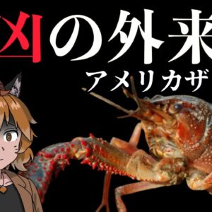 【ゆっくり解説】史上最凶の外来種！？アメリカザリガニ【ヤバい外来種#02】