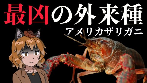 【ゆっくり解説】史上最凶の外来種！？アメリカザリガニ【ヤバい外来種#02】