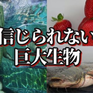 【ゆっくり解説】信じられないサイズの巨大生物10選 -パート2-