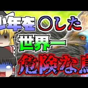 【1997年】世界一危険な鳥に襲われた少年...「ヒクイドリ襲撃」【ゆっくり解説】