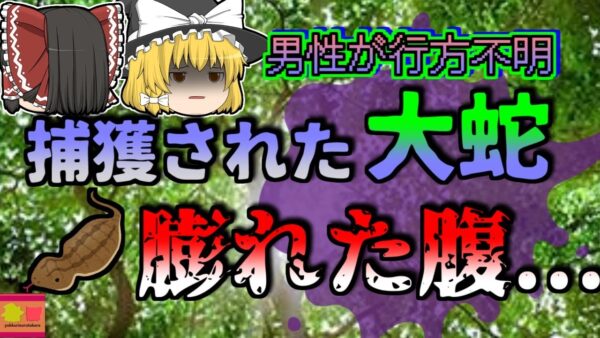 【2017年】捕獲された7mの大蛇 大きく膨れた腹 数日前から行方不明になっていた男性は…【ゆっくり解説】