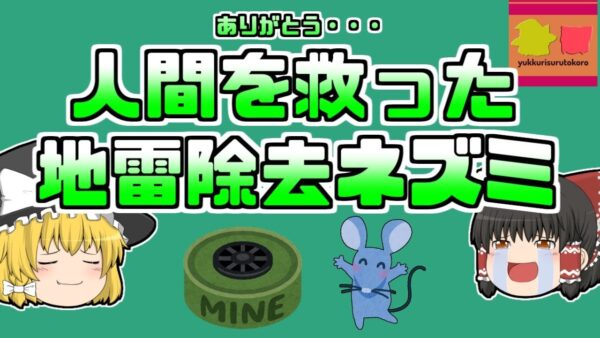 【2022年】多くの人々を爆弾から救い、英雄として称えられた地雷除去ネズミ 『マガワ』【ゆっくり解説】