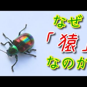 【ゆっくり解説】#23 アカガネサルハムシ～縁起の良い昆虫？～