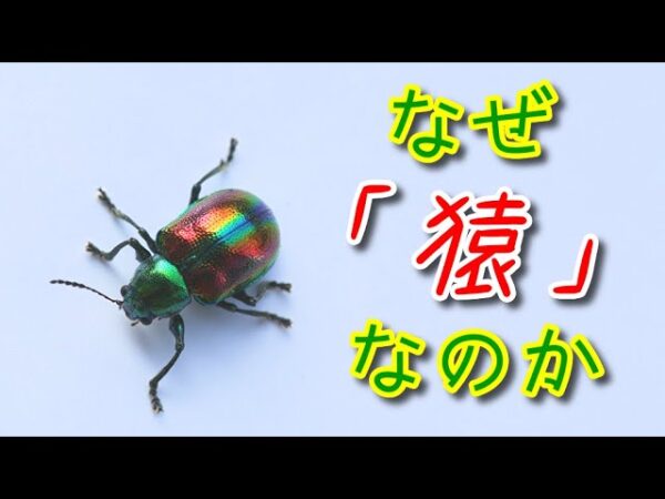 【ゆっくり解説】#23 アカガネサルハムシ～縁起の良い昆虫？～