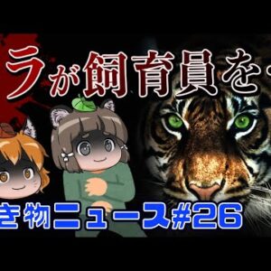 【ゆっくり解説】動物園のトラが飼育員を襲う惨事…鮭フレークが原因で入院？木の上に未確認生物！？【生き物ニュース#26】