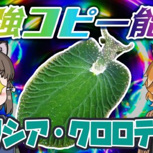 【ゆっくり解説】最強のコピー能力！？エリシア・クロロティカ【へんないきもの#76】