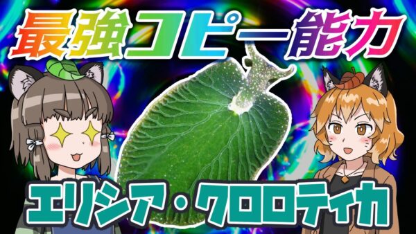 【ゆっくり解説】最強のコピー能力！？エリシア・クロロティカ【へんないきもの#76】