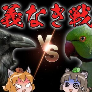 【ゆっくり解説】カラスVS外来インコ！？東京上空で繰り広げられる仁義なき戦い…