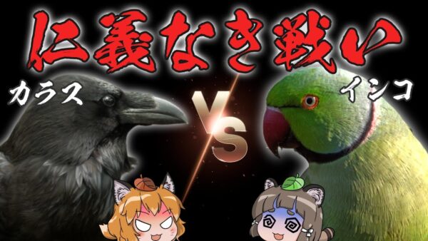 【ゆっくり解説】カラスVS外来インコ！？東京上空で繰り広げられる仁義なき戦い…