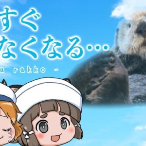 【ゆっくり解説】ラッコが水族館から消える日｜国内繁殖が絶望的な理由…