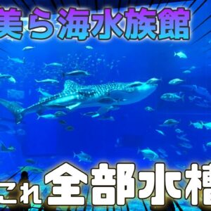 「沖縄美ら海水族館」日本最大級の黒潮の海水槽が壮観すぎた！（前編）【水族館観光/ゆっくり解説】