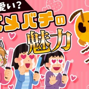 【ゆっくり解説】実は可愛いスズメバチ！？愛好家が語る真の魅力とは…？