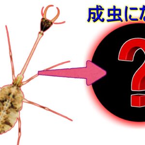 【ゆっくり解説】#25 冗談みたいな姿の幼虫が羽化すると…【世界の昆虫】