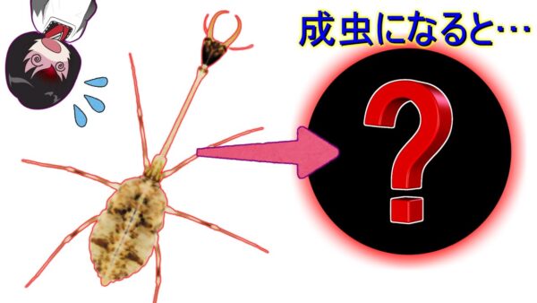 【ゆっくり解説】#25 冗談みたいな姿の幼虫が羽化すると…【世界の昆虫】