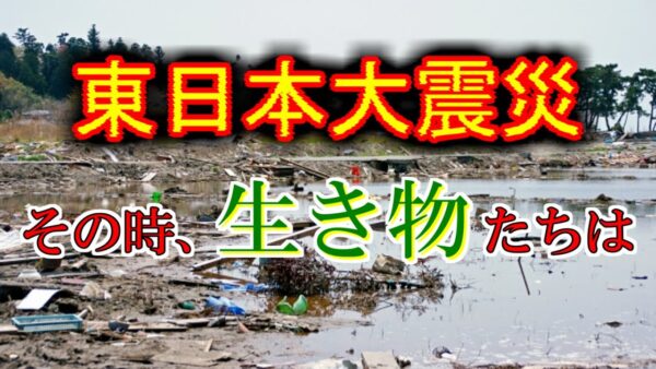 【ゆっくり解説】#26-1 とある写真家の震災記録(前編)～消えた砂浜～【閲覧注意】