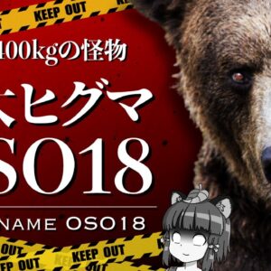 【ゆっくり解説】牛を襲う400kgの巨大ヒグマ「OSO18」｜北海道に出没し専門家も絶望状態に…