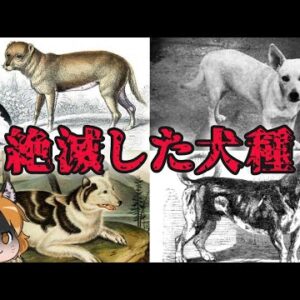 【ゆっくり解説】もうこの世に存在しない…絶滅した犬種6選