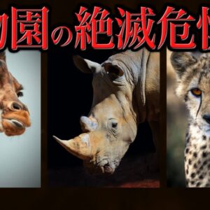 【ゆっくり解説】実は知られてない…動物園で会える絶滅危惧種6選