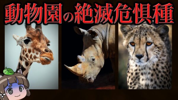 【ゆっくり解説】実は知られてない…動物園で会える絶滅危惧種6選