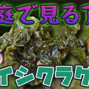 【ゆっくり解説】校庭で見かける謎ワカメの正体！イシクラゲ【へんないきもの#77】