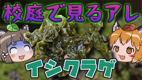 【ゆっくり解説】校庭で見かける謎ワカメの正体！イシクラゲ【へんないきもの#77】